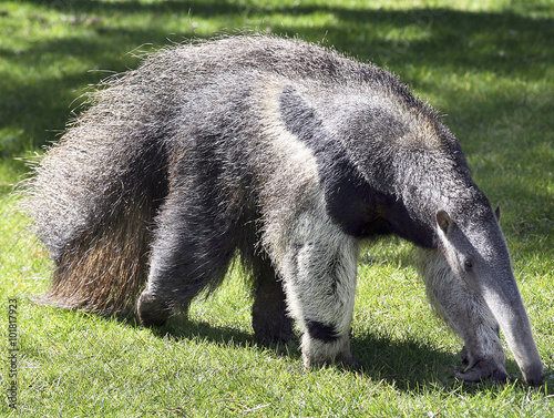 Ant eater om green gras photo