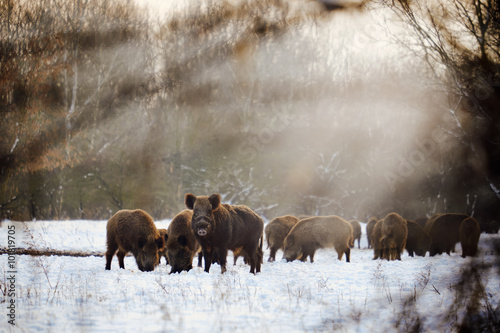 Canvastavla Wild boars on winter forest