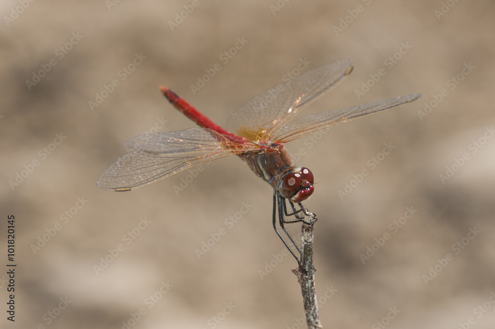 Fotografie Sympetrum flaveolum