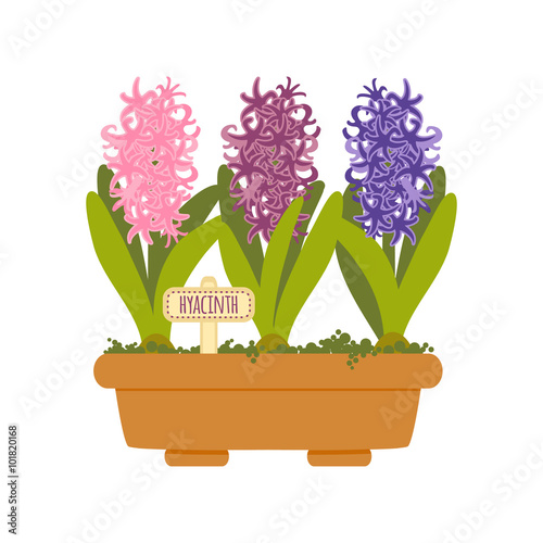 Vector illustration with flower pot