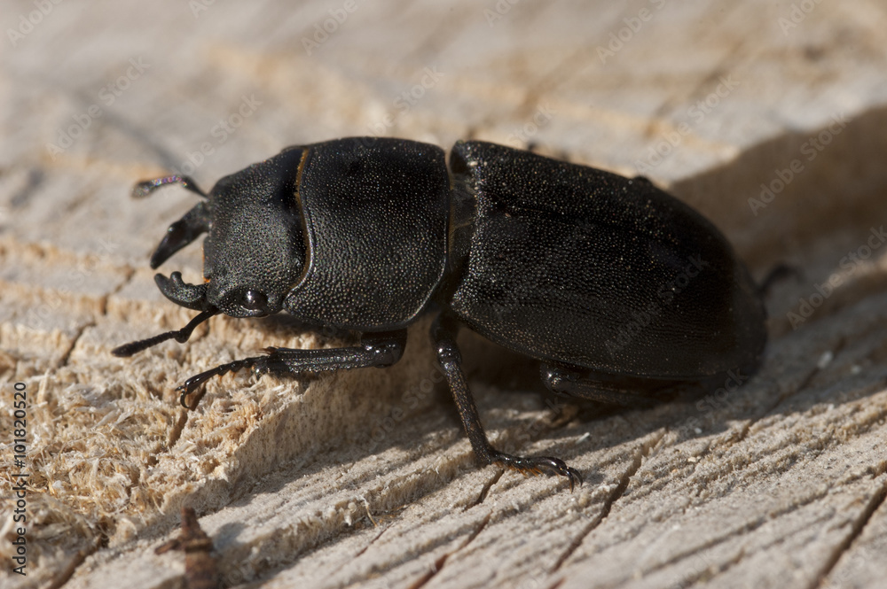 Dorcus parallelepipedus Dorcus parallelepipedus