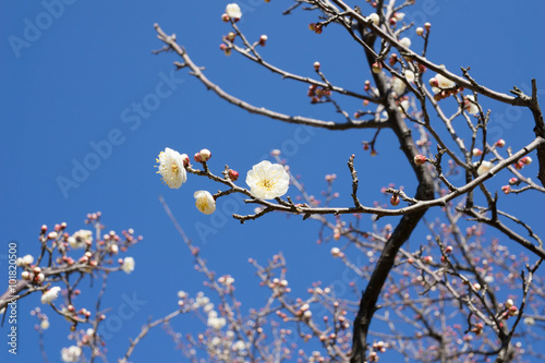 梅の花アップ © yuruphoto