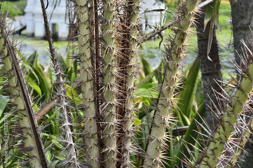 Select focus to the body of Salacca wallichiana in nature light. Salacca is a species of palms. photo