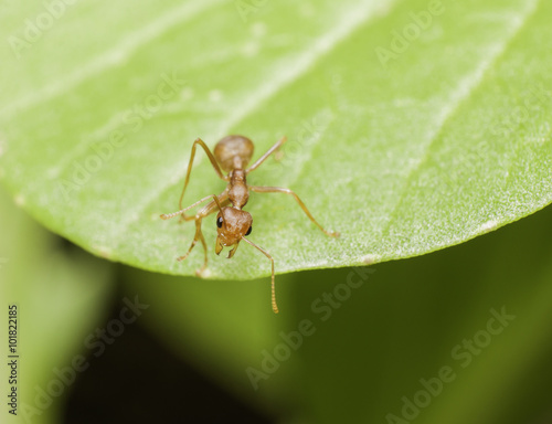 A ant on leaf in the garden © arthito