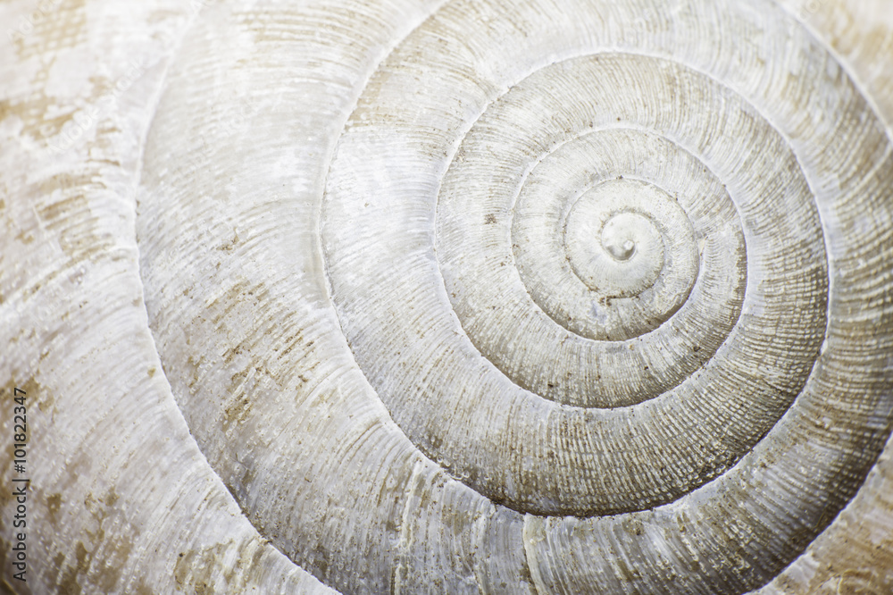 Fototapeta Macro of a snail shell