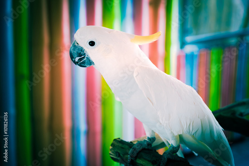 Bilde på lerret parrots ,Parrots Court ,Colorful parrot ,beautiful parrots,parro