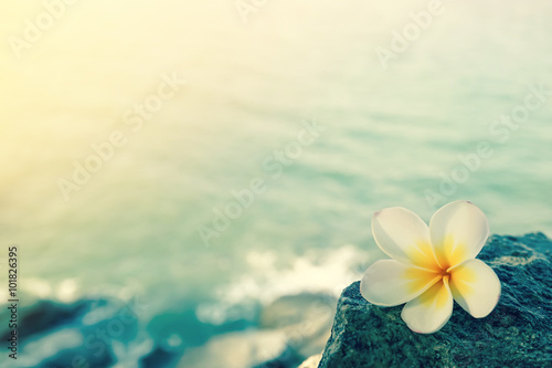 White frangipani on the rock at the beach

