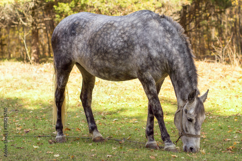 Horse grazing in the pasture