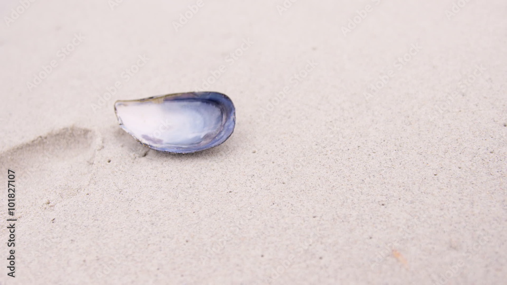 View of a seashell on the beach View of a seashell on the beach