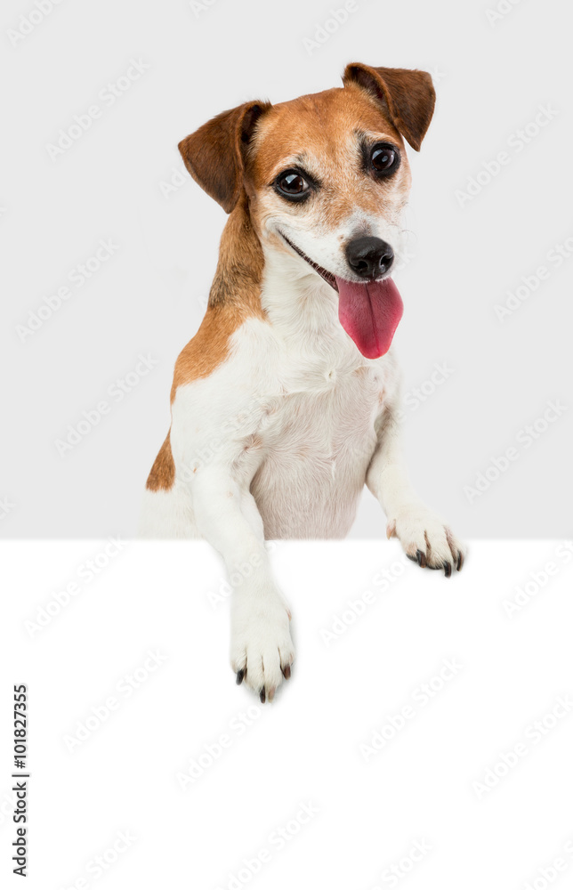 Puppy greeting lovely peeking out behind a white banner. The wide attractive smile. Gray ( grey ) background