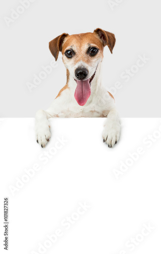 Adorable funny small Dog jack russell terrier above white banner. sign plate pattern poster paper blank. Gray background © Iryna&Maya