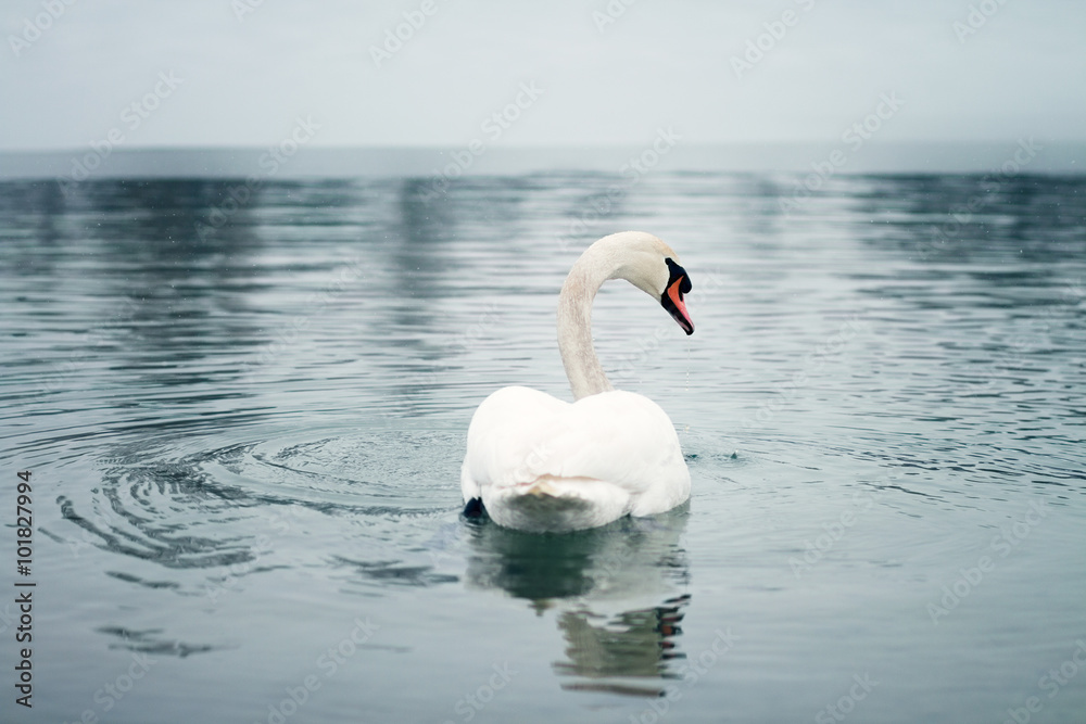 Fototapeta premium Swan swimming in the beautiful blue lake, snow falling, winter scene