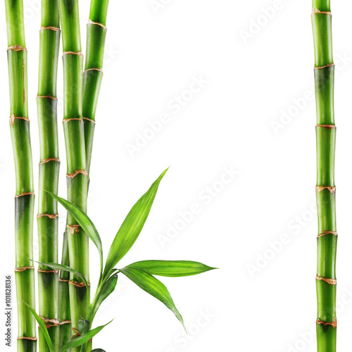 Bamboo isolated  white