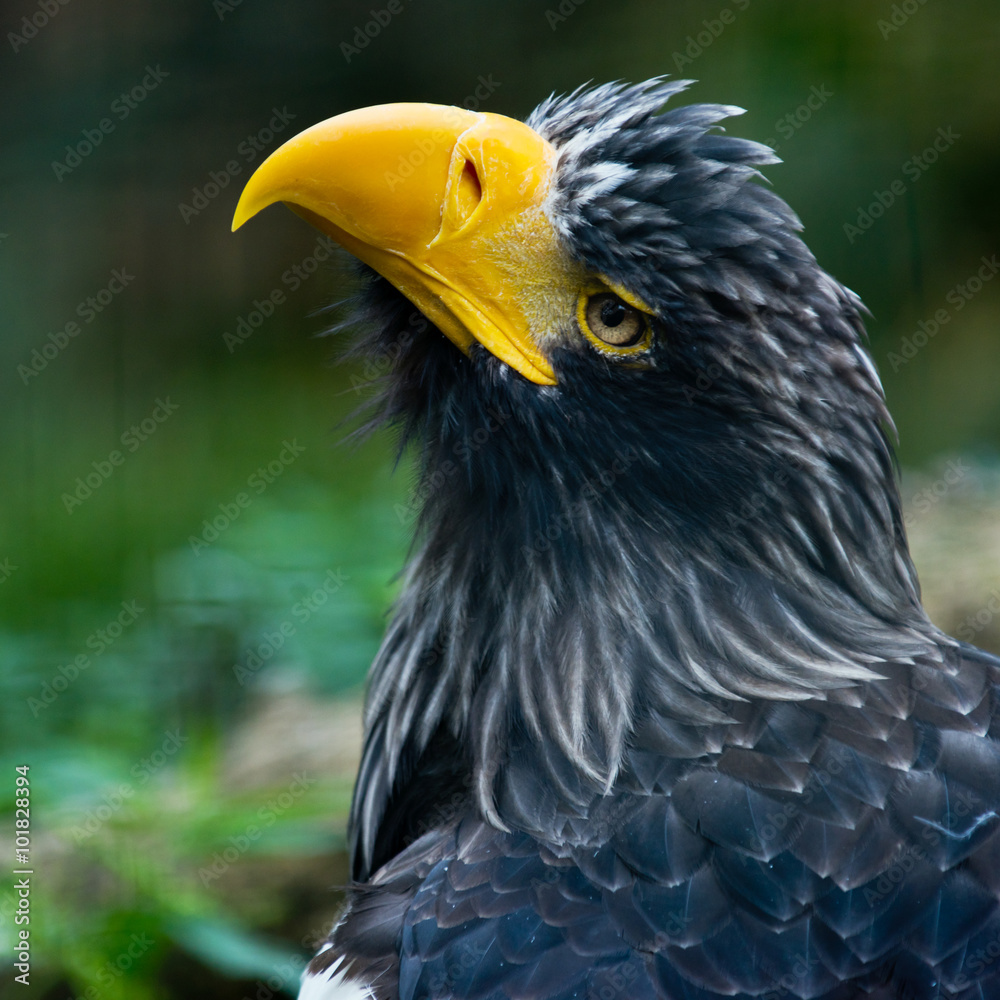 Steller's sea eagle Steller's sea eagle
