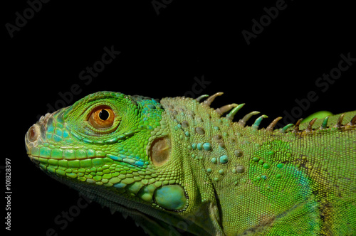 Portrait green iguana on a black background