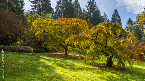 Fototapeta Naklejka Na Ścianę i Meble -  Washington park arboretum, Autumn