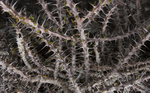 Fotografia thickets spiny Euphorbia milii close-up