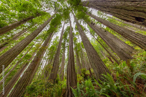 Lady Bird Johnson Grove trail  Redwoods National Park