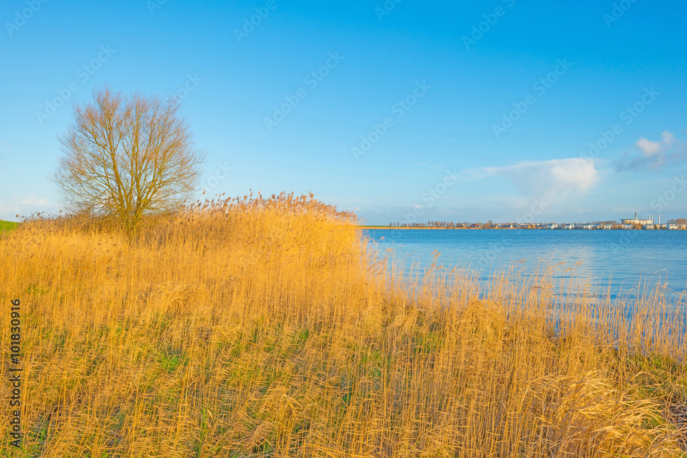 Shore of a lake below a blue cloudy sky in winter