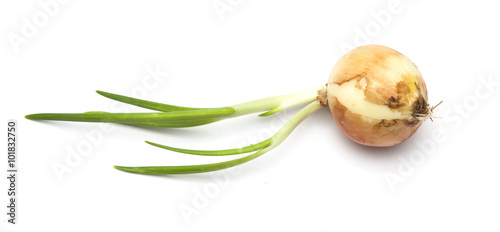 onion with sprout isolated on white