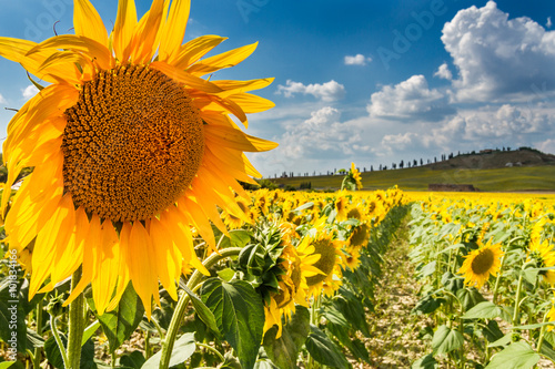 Sunflower tuscany, val d'orcia