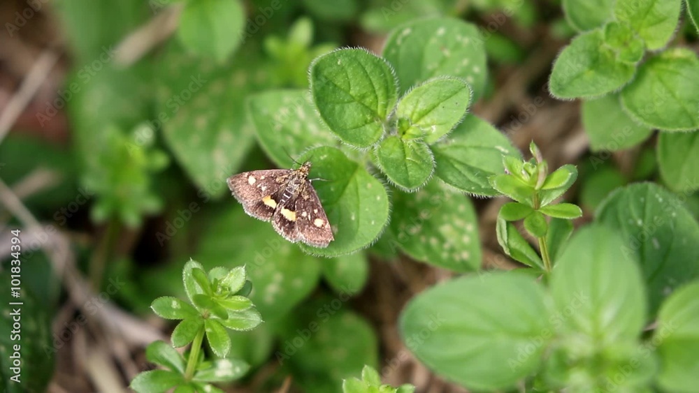 The mint moth (Pyrausta aurata) on top of plant The mint moth (Pyrausta aurata) on top of plant