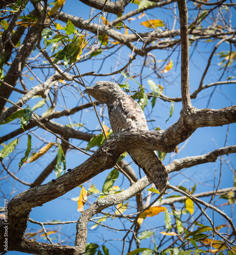 The bird sits on a tree branch © oleg_mj