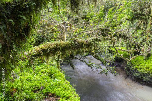 Enchanted Forest  Queulat National Park  Chile  