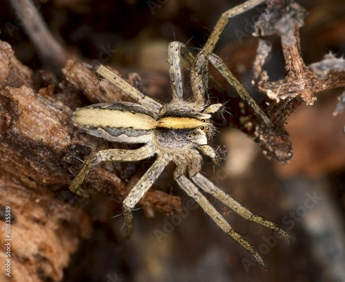 Pisaura, a genus of Eurasian spiders in the family Pisauridae