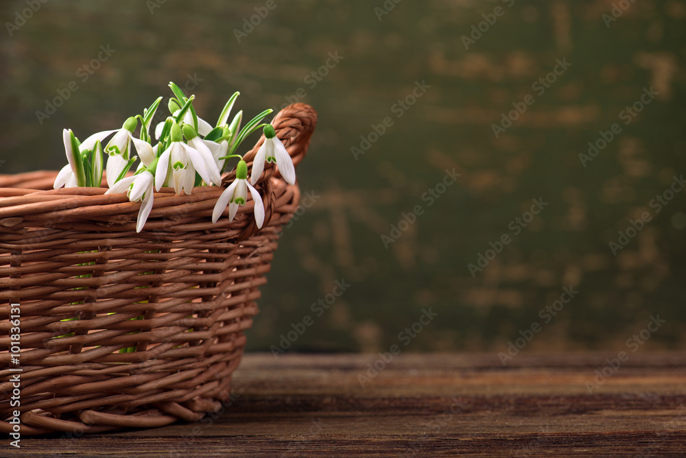 snowdrops spring flowers in basket on wooden table background