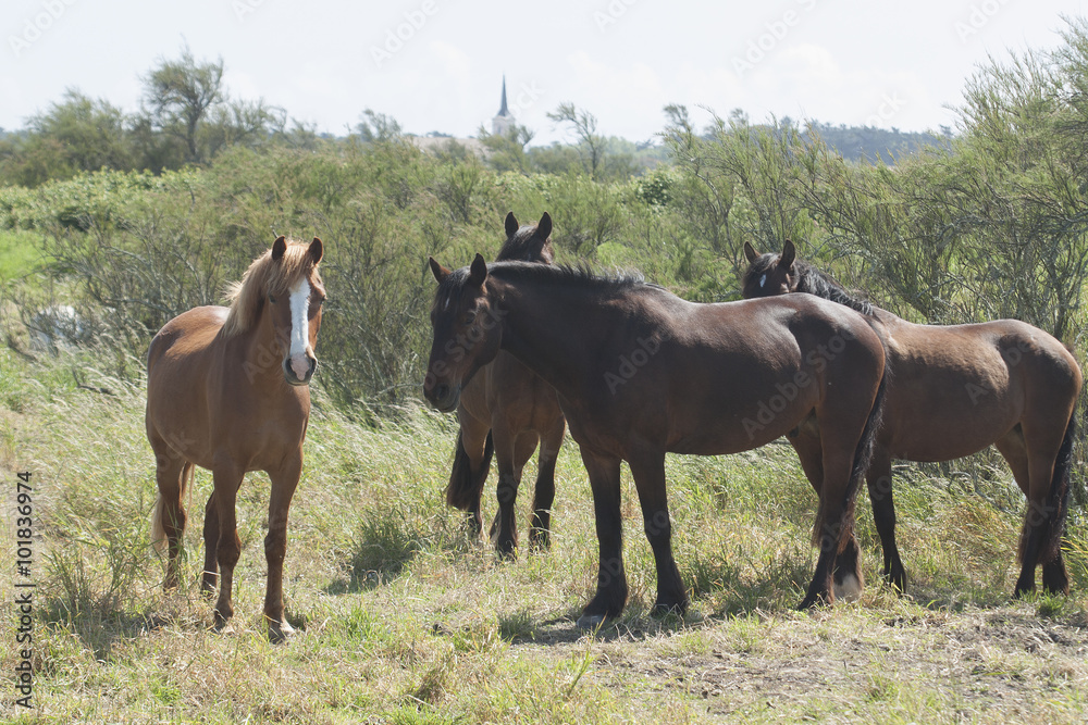 Chevaux en Bretagne