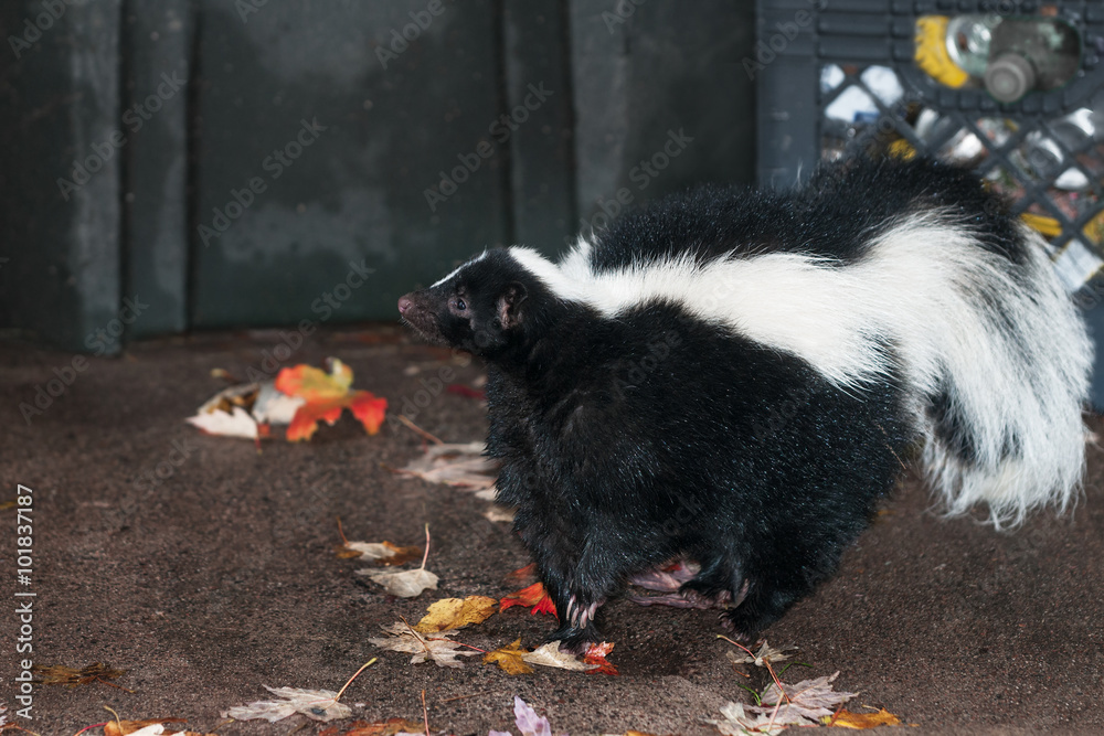 Striped Skunk (Mephitis mephitis) Stands Near Waste Bins Striped Skunk (Mephitis mephitis) Stands Near Waste Bins