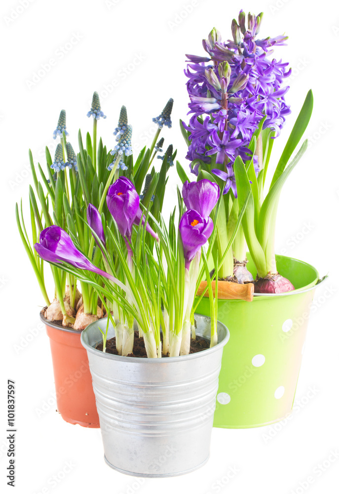 Spring flowers in pots Spring flowers in pots