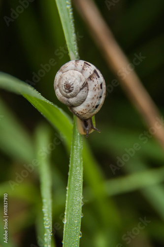 Snail on dewy grass close up