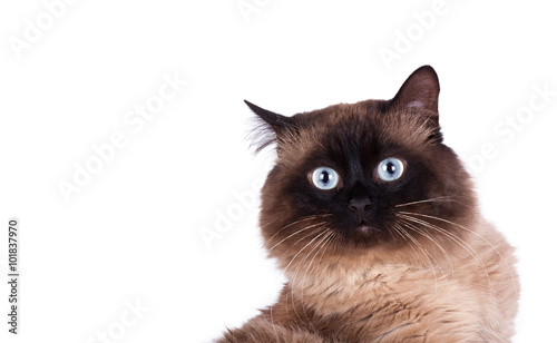 Portrait of a Siamese cat