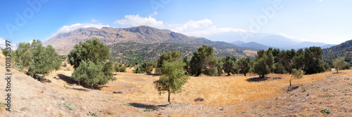Landschaft mit Olivenbäumen auf der Insel Kreta