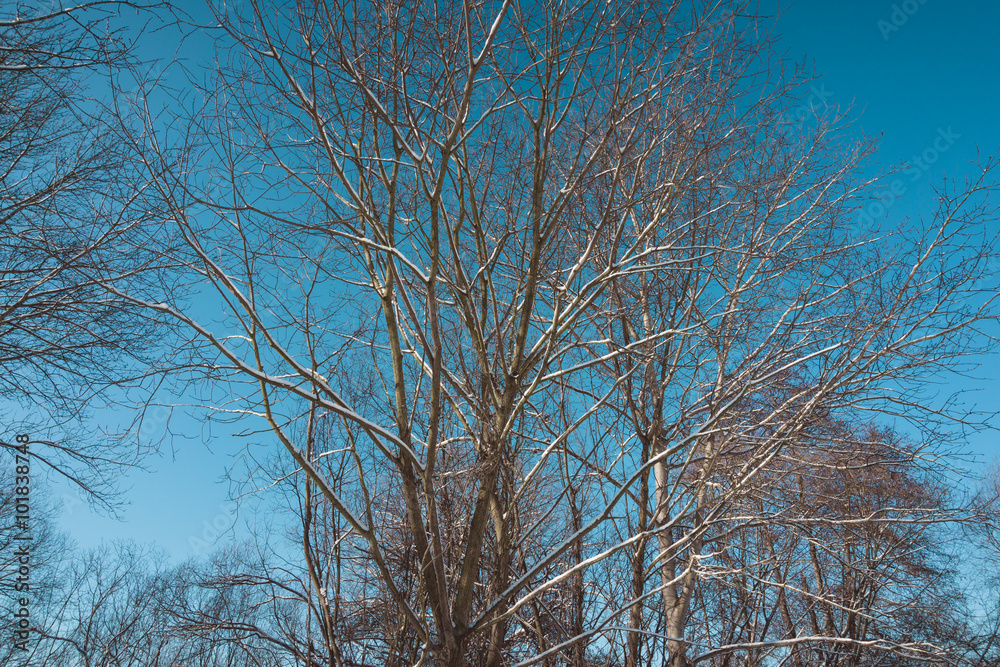 Bare Trees in Deciduous Forest with Clear Blue Sky Bare Trees in Deciduous Forest with Clear Blue Sky