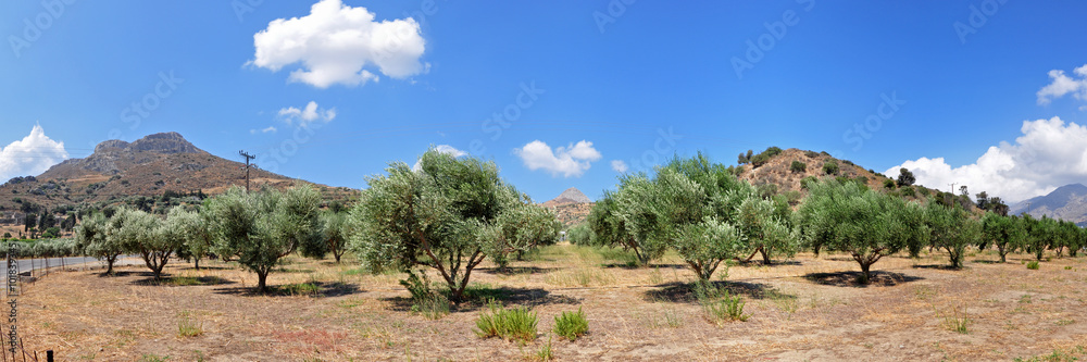 Olivenbäume und Berge auf der Insel Kreta