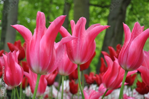 Tulipan