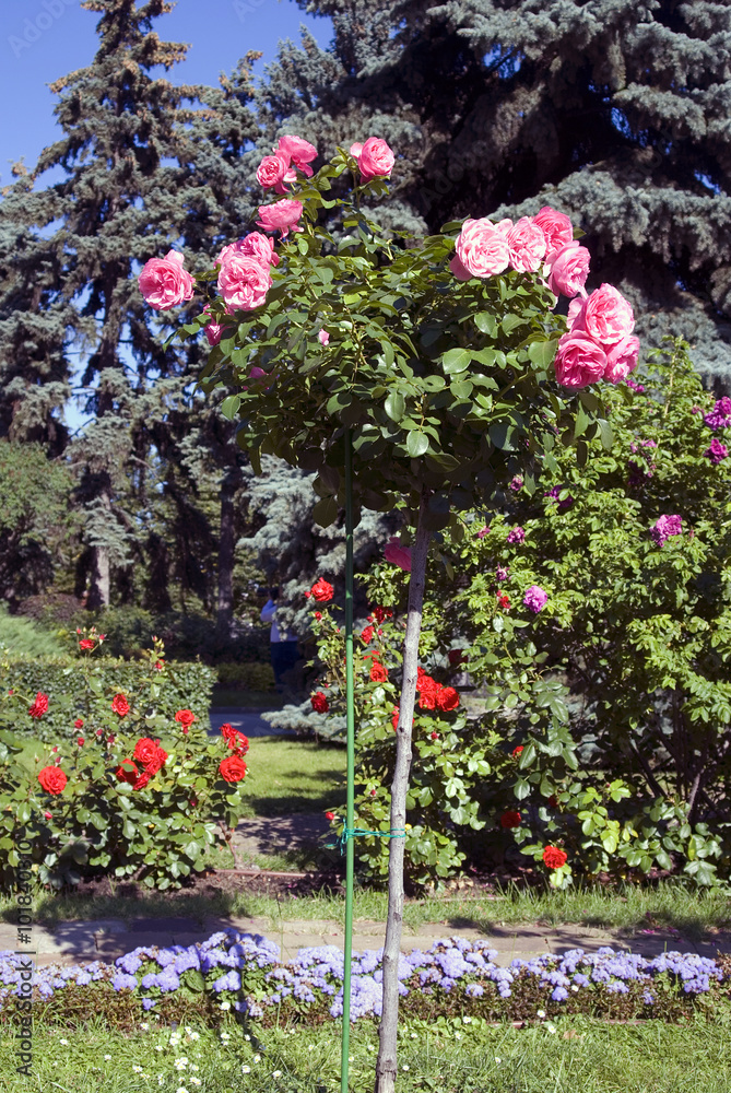 Roses garden in Moscow Kremlin in summer.