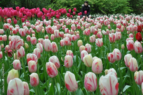 Tulipan