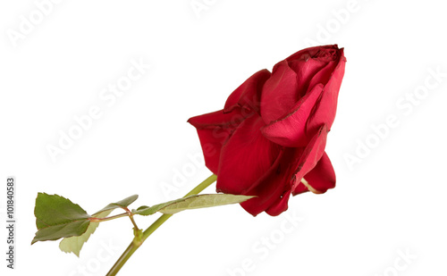Faded rose on white background
