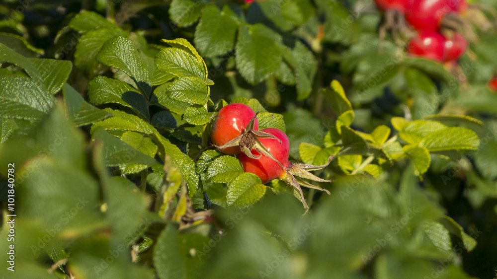 Kartoffelrose - Rosa rugosa wächst als sommergrüner Strauch, Früchte