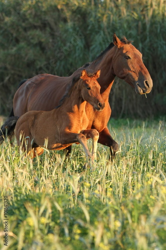 Braunes Fohlen im Galopp mit Stute auf der grünen Wiese