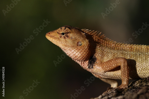 Closeup of Changeable lizard on tree