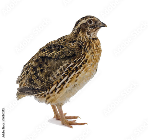 Obraz na płótnie Adult domesticated quail isolated on white background