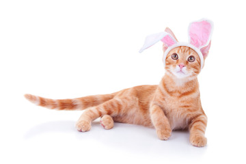 Easter bunny pet cat in bunny ears