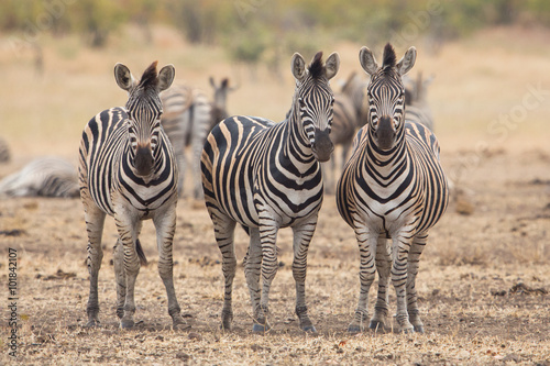 Three zebras  Kruger Park  South Africa 