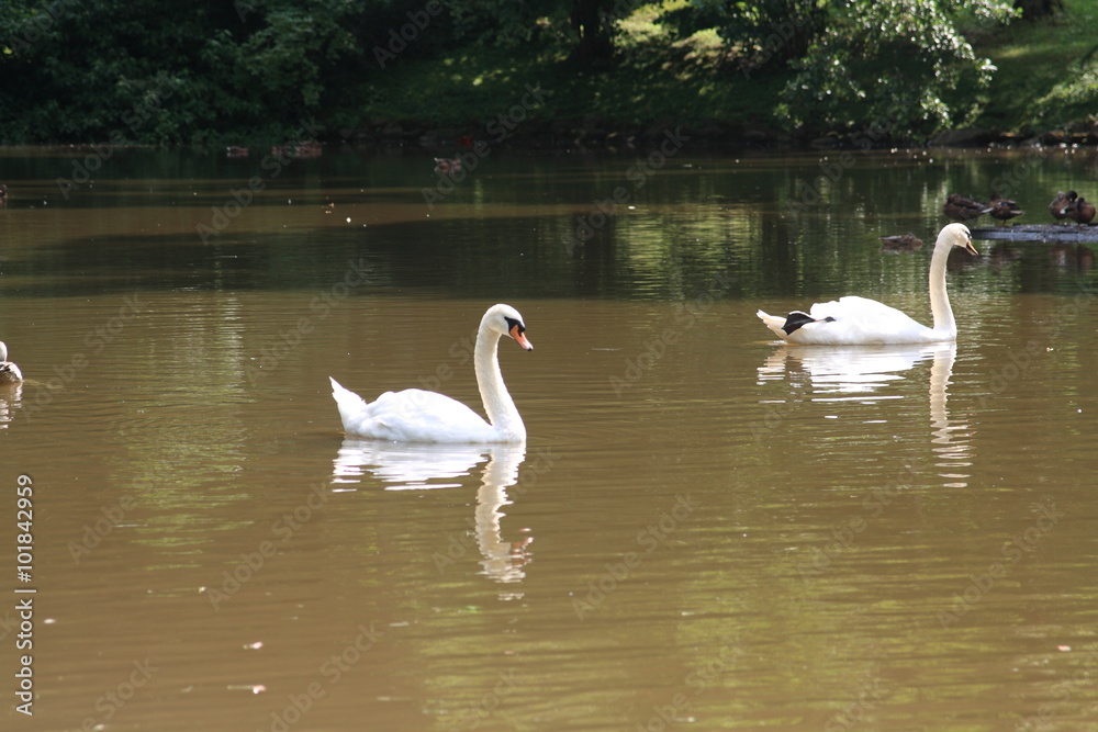Swans from Trakai, year 2012 Swans from Trakai, year 2012