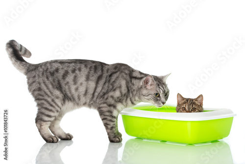 Fototapeta Naklejka Na Ścianę i Meble -  Katze geht aufs Katzenklo
